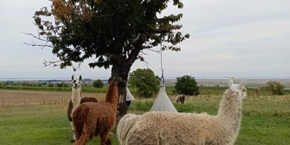 Ausflug mit Kindern - Themenschwerpunkt: Tiere - Weide - Striok's Lamas