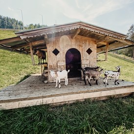 Ausflugsziel: Tiergehege im Freizeitpark Zahmer Kaiser in Walchsee/Tirol - Sommerrodelbahn Walchsee