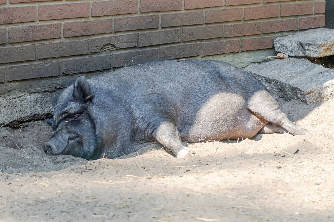Ausflugsziel: Schwein - Haus Natur und Umwelt