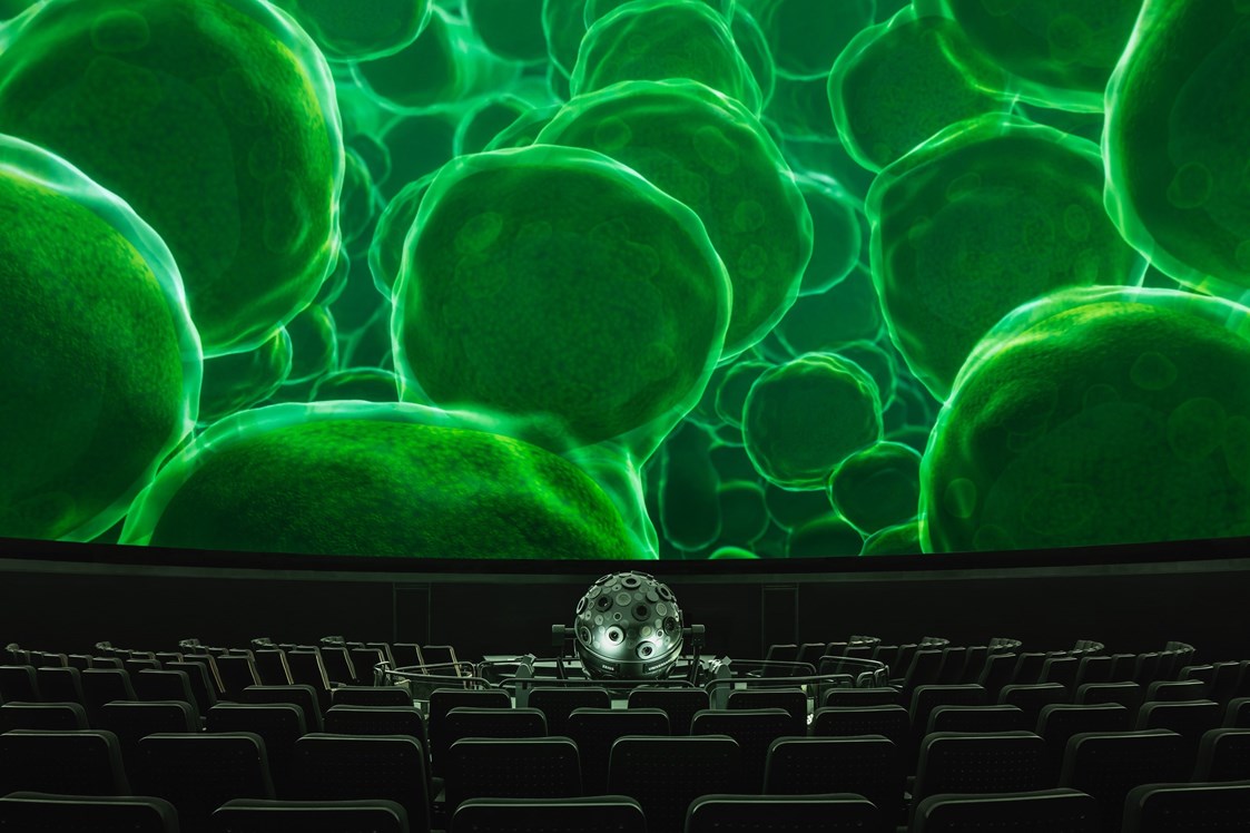 Ausflugsziel: Zellen in einem Blatt im Planetariumssaal des Zeiss-Großplanetarium ©SPB-Natalie-Toczek - Zeiss-Großplanetarium Berlin