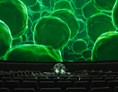 Ausflugsziel: Zellen in einem Blatt im Planetariumssaal des Zeiss-Großplanetarium ©SPB-Natalie-Toczek - Zeiss-Großplanetarium Berlin