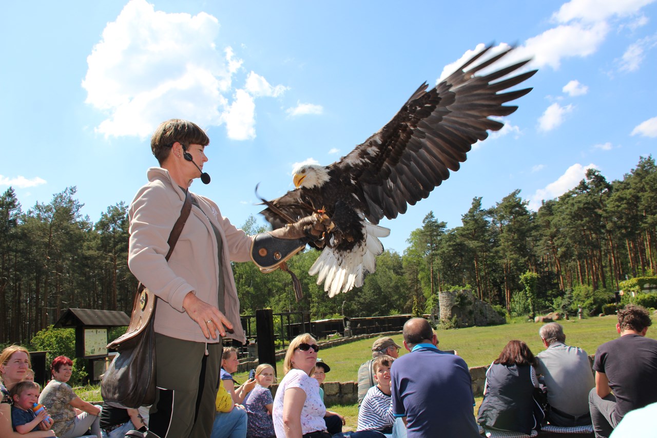 Falkenhof Potsdam Highlights beim Ausflugsziel umweltpädagogisches Greifvogelprogramm