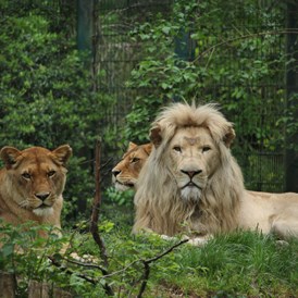 Ausflugsziel: Afrikanische Löwen - Zoo Eberswalde