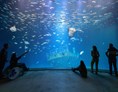 Ausflugsziel: Das Aquarium "Offener Atlantik" bietet einen besonderen Einblick in die Unterwasserwelt - OZEANEUM Stralsund