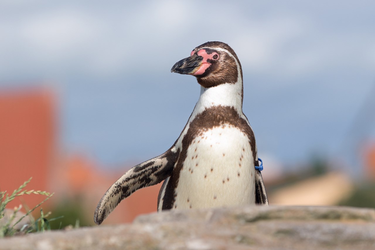 OZEANEUM Stralsund Highlights beim Ausflugsziel Pinguine