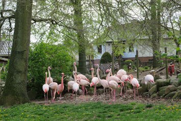 Ausflugsziel: Das bunte Gefieder der Flamingos ist bereits von Weitem zu sehen. - Tierpark Ueckermünde