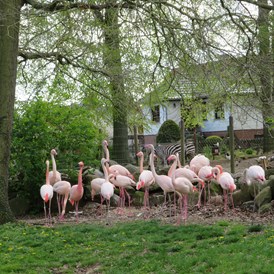 Ausflugsziel: Das bunte Gefieder der Flamingos ist bereits von Weitem zu sehen. - Tierpark Ueckermünde