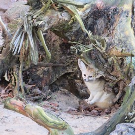 Ausflugsziel: Wüstenfuchs versteckt sich in Höhle - Tierpark Ueckermünde