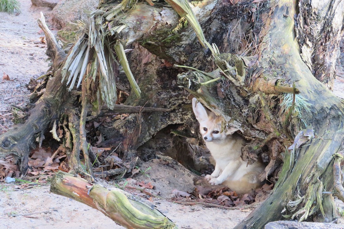 Ausflugsziel: Wüstenfuchs versteckt sich in Höhle - Tierpark Ueckermünde