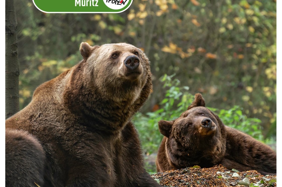 Ausflugsziel: In Westeuropas größtem Bärenschutzzentrum, einem Tierschutzprojekt von VIER PFOTEN, leben aktuell 14 Braunbären. Die aus Zoos, Zirkussen und privaten Haltungen geretteten Braunbären finden hier ein naturnahes Zuhause mit viel Platz. - BÄRENWALD Müritz
