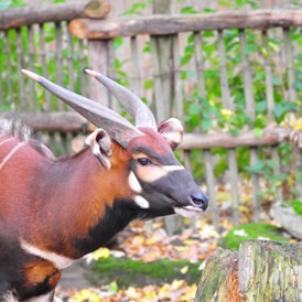 Ausflugsziel: Der Östliche Bongo ist in seiner Heimat unmittelbar vom Aussterben bedroht. Die Zoos bemühen sich daher durch ein internationales Zuchtbuch und regionale Zuchtprogramme um die Erhaltung. - Allwetterzoo Münster