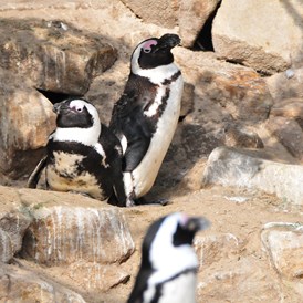 Ausflugsziel: Pinguine leiden unter dem Klimawandel, der Fischerei sowie der Meeresverschmutzung. Dies trifft in hohem Maß für den stark gefährdeten Brillenpinguin zu, dessen Zoobestand durch ein Zuchtprogramm gefördert wird und der deshalb in vielen Zoos zu sehen ist. - Allwetterzoo Münster