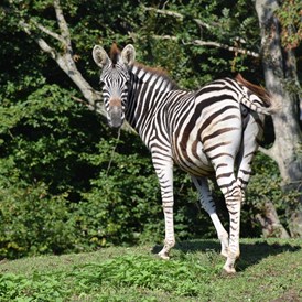 Ausflugsziel: CHAPMANN-ZEBRAS lieben sichtlich ihr Areal - Tierpark Stadt Haag