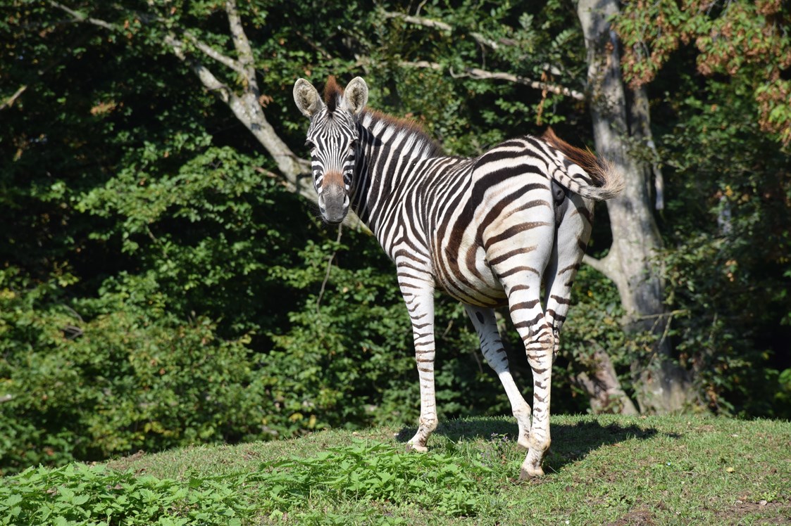 Ausflugsziel: CHAPMANN-ZEBRAS lieben sichtlich ihr Areal - Tierpark Stadt Haag