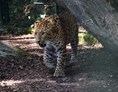 Ausflugsziel: CHINA-LEOPARDEN sind eine vom Aussterben stark bedrohte Tierart - Tierpark Stadt Haag