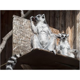 Ausflugsziel: Kattas - Tierpark Petermoor