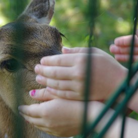 Ausflugsziel: Axishirschkuh streicheln, aber nicht füttern 😉 - Tierpark Petermoor