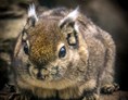 Ausflugsziel: Chinesisches Baumstreifenhörnchen - Tierpark Gettorf