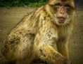 Ausflugsziel: Berberaffel - Tierpark Gettorf
