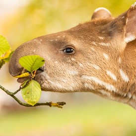 Ausflugsziel: Tapir (Jungiter) - Tierpark Gettorf