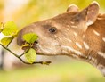 Ausflugsziel: Tapir (Jungiter) - Tierpark Gettorf