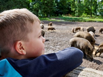 ErlebnisWald Trappenkamp Highlights beim Ausflugsziel Wildschweinfütterung