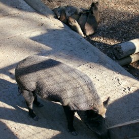 Ausflugsziel: Die Wildschweine können wie viele andere Tiere auch gefüttert werden - Wildpark Feldkirch