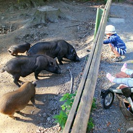 Ausflugsziel: Auch die Minischweine freuen sich über Futter - Wildpark Feldkirch