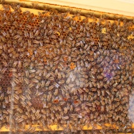 Ausflugsziel: Ein Schaukasten im Fuchshaus zeigt das rege Treiben in einem Bienenstock - Wildpark Feldkirch