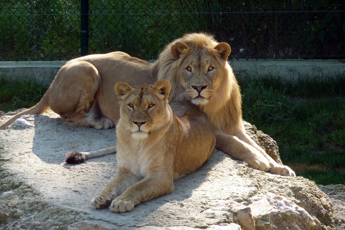 Ausflugsziel: Löwenpaar Eisi & Nala - Zoo Salzburg Hellbrunn
