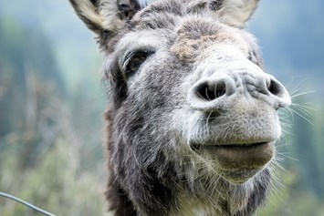 Ausflugsziel: Esel, Hirsch, Hase, Waschbär, Fuchs, Ziege und viele weitere freuen sich auf euren Besuch - Waldpark Hochreiter