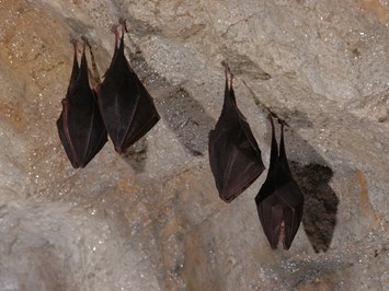Hermannshöhle Highlights beim Ausflugsziel Fledermäuse