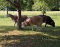 Ausflugsziel: Seltene Tiere: die Waldschafe - Bauernhofmuseum Jexhof