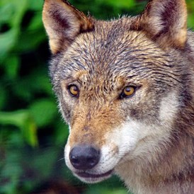 Ausflugsziel: Alternativer Wolf- und Bärenpark