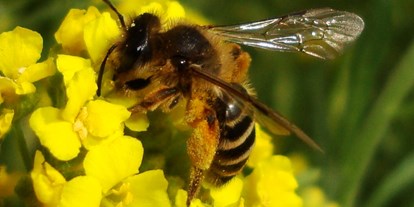 Ausflug mit Kindern - Seeham - Wildbienen am Bienenerlebnisweg - Bienenerlebnisweg