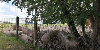 Ausflug mit Kindern - Zu guter Letzt: Schweine, die sich vor Glück im Schlamm suhlen  - Schaukelweg Anthering