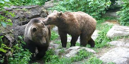 Ausflug mit Kindern - Schwaz - "Ander" und "Martina", die beiden Braunbären im Alpenzoo - Alpenzoo Innsbruck-Tirol, der höchstgelegene Zoo Europas (750 m)