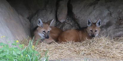Ausflug mit Kindern - Wals - Mähnenwolf - Zoo Salzburg Hellbrunn