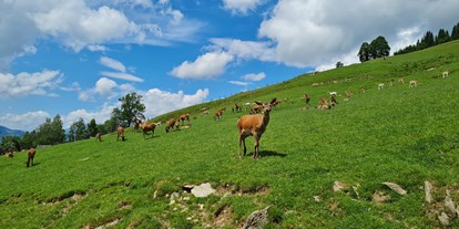 Ausflug mit Kindern - Kitzbühel - Wildpark Aurach