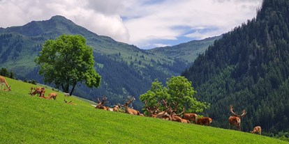 Ausflug mit Kindern - Tiroler Unterland - Wildpark Aurach