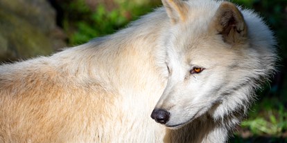 Ausflug mit Kindern - Oststeiermark - Polarwolf in der Tierwelt Herberstein - Tierwelt Herberstein