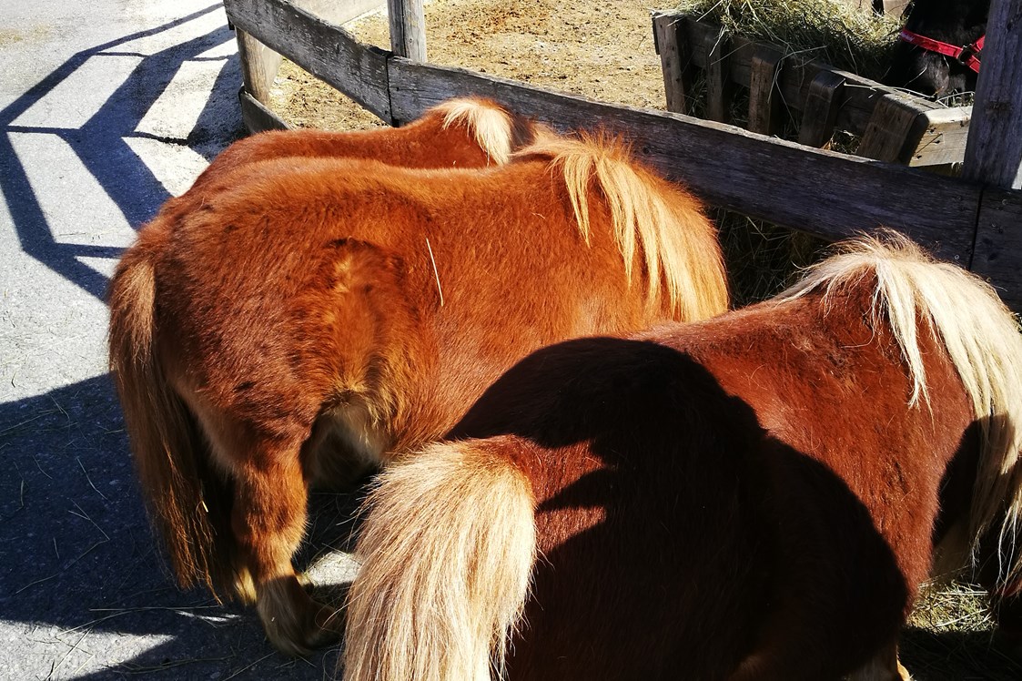 Ausflugsziel: Ponys auf der Straße beim Gut Aiderbichl  - Gut Aiderbichl Henndorf