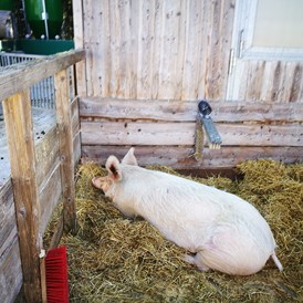 Ausflugsziel: Sehr großes Schwein genießt ein Nickerchen  - Gut Aiderbichl Henndorf