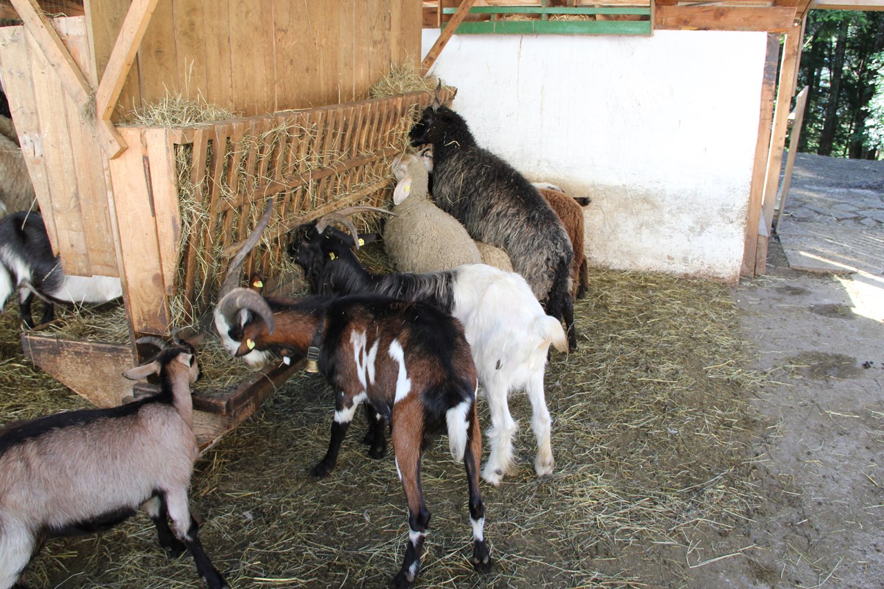Wirtshaus Nattererboden Highlights beim Ausflugsziel Reiten und Spazierengehen mit Esel und Pony 